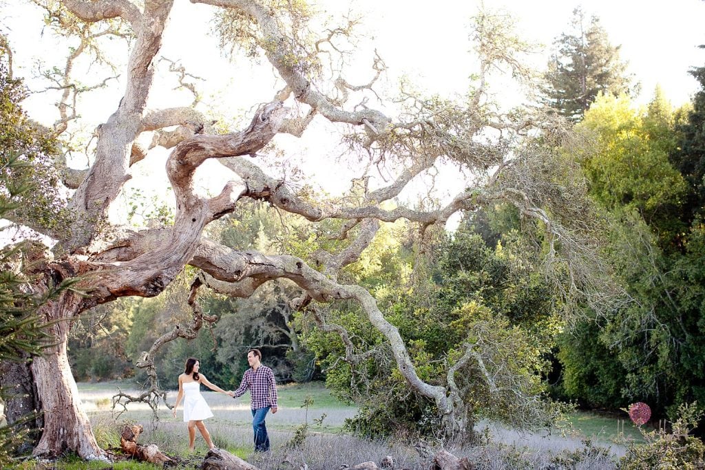 Santa Cruz couple sitting in oak tree for engagement session