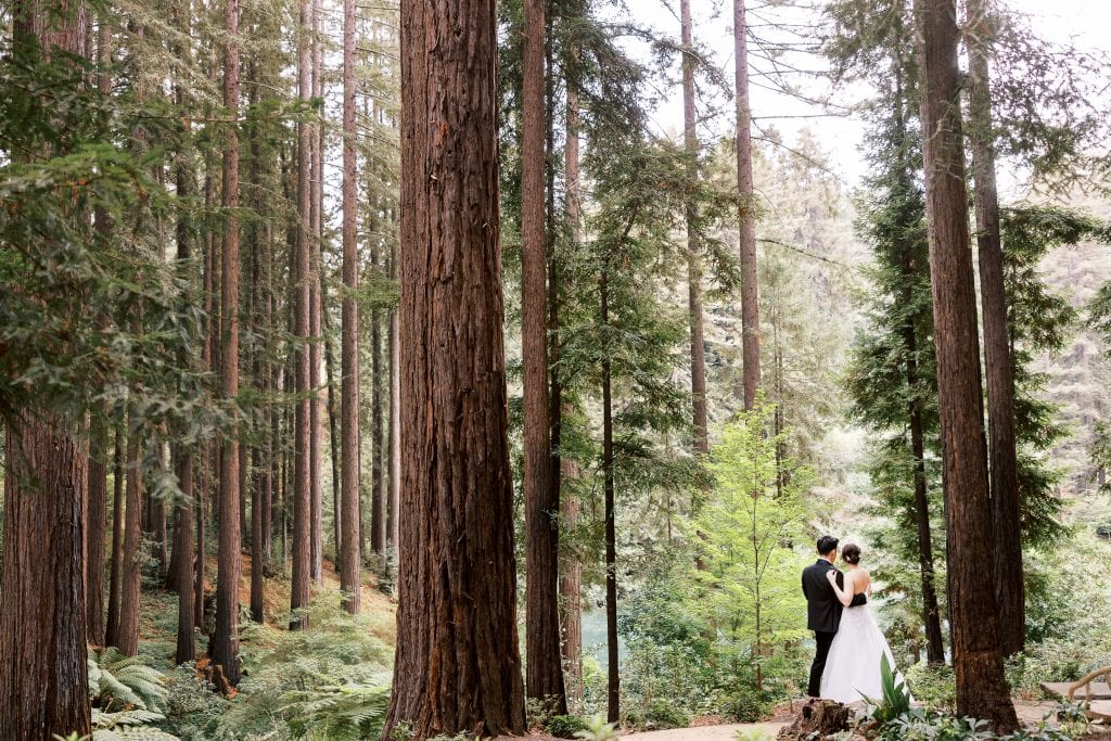Nestldown wedding couple in the redwoods.